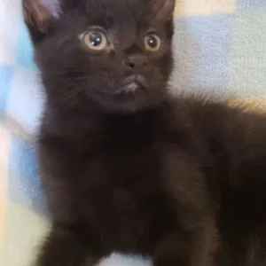 Kittens Ready Now - Image 3