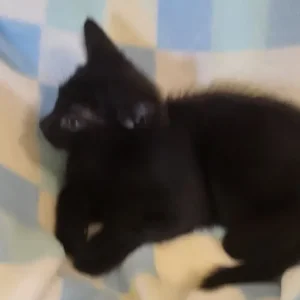 Kittens Ready Now - Image 4