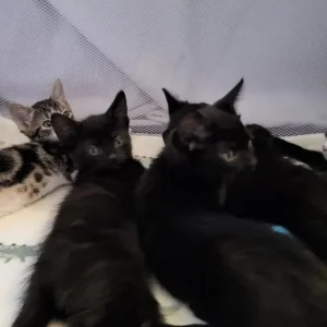 Kittens Ready Now - Image 5