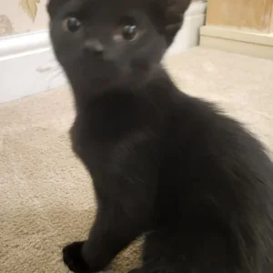 Kittens Ready Now - Image 7