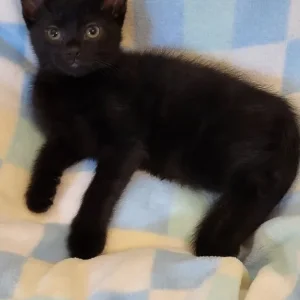 Kittens Ready Now