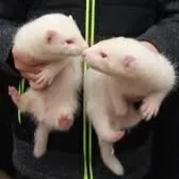Albino ferret kits male and female