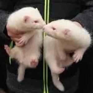 Albino ferret kits male and female