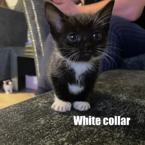 White Collar Mixed Breed Kitten - Image 2