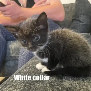 White Collar Mixed Breed Kitten