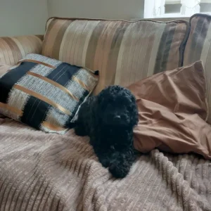 Black curly cavapoo puppy - Image 2