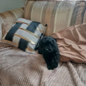 Black curly cavapoo puppy - Image 3