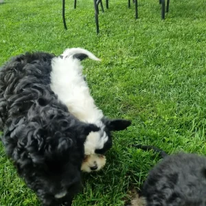 Black curly cavapoo puppy - Image 4