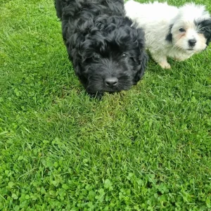 Black curly cavapoo puppy - Image 5