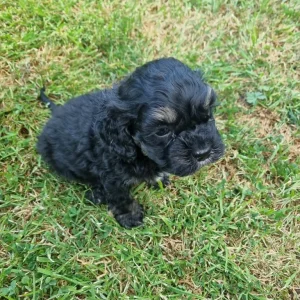 Black curly cavapoo puppy - Image 6