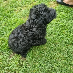 Black curly cavapoo puppy - Image 7