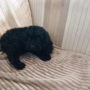 Black curly cavapoo puppy - Image 8
