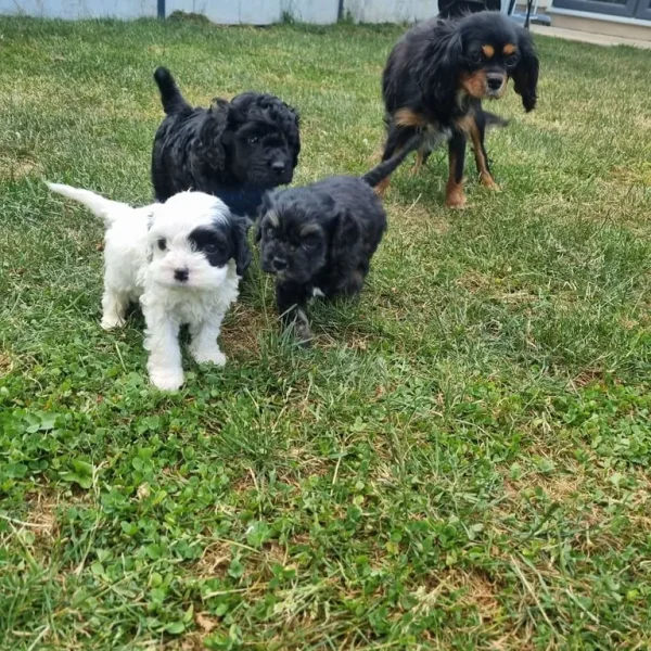 Black curly cavapoo puppy
