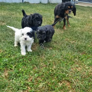 Black curly cavapoo puppy