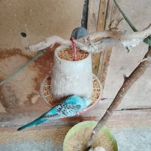Baby budgie - Image 2