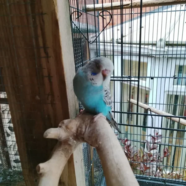 Baby budgie