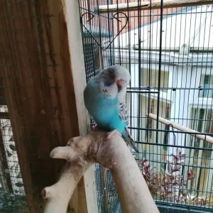 Baby budgie