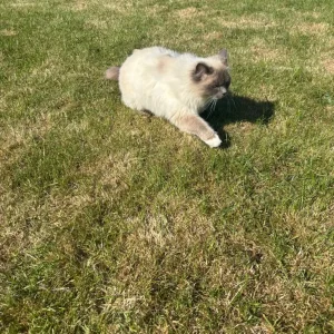 Two cats, 4 years old, Ragdoll and grey tabby - Image 2