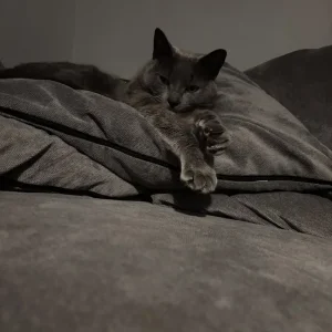 Two cats, 4 years old, Ragdoll and grey tabby - Image 6