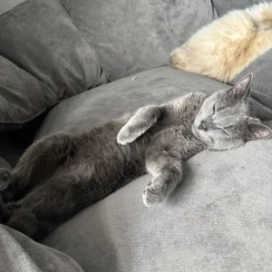 Two cats, 4 years old, Ragdoll and grey tabby - Image 7