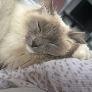 Two cats, 4 years old, Ragdoll and grey tabby