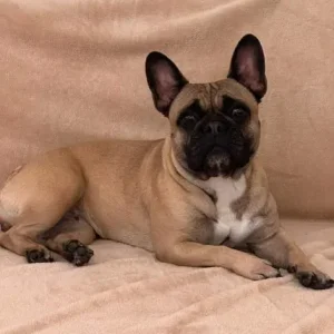 8 KC Registered French Bulldog Puppies - Image 2
