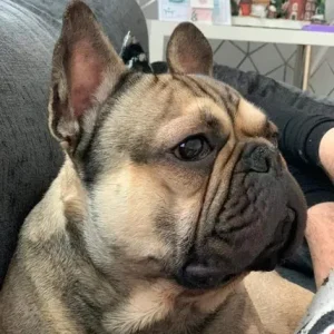 8 KC Registered French Bulldog Puppies - Image 3