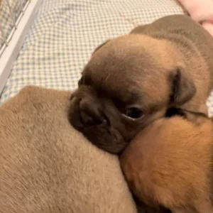 8 KC Registered French Bulldog Puppies - Image 4