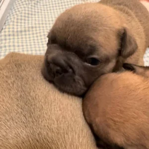 8 KC Registered French Bulldog Puppies - Image 5