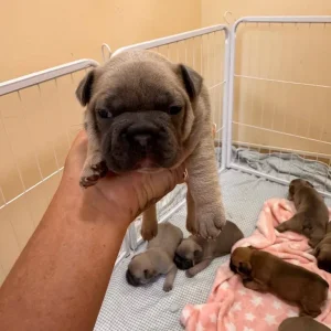 8 KC Registered French Bulldog Puppies - Image 6