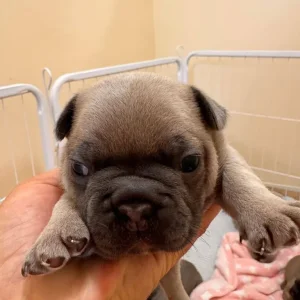 8 KC Registered French Bulldog Puppies - Image 7