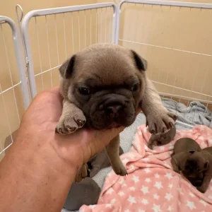 8 KC Registered French Bulldog Puppies - Image 8
