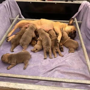 8 KC Registered French Bulldog Puppies