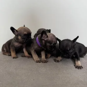 Frenchie litter - Image 3