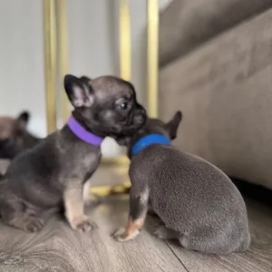 Frenchie litter - Image 6