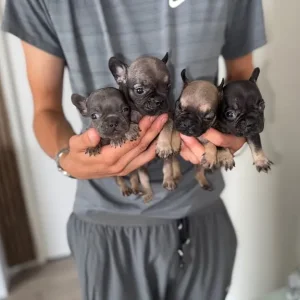 Frenchie litter