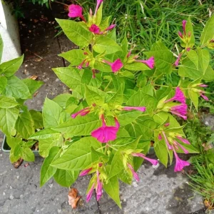 5 clock plants in rectangular pot - Image 2