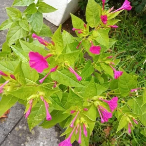 5 clock plants in rectangular pot - Image 3
