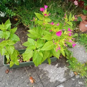 5 clock plants in rectangular pot - Image 4