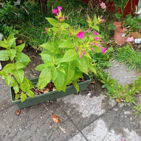 5 clock plants in rectangular pot