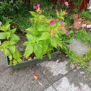 5 clock plants in rectangular pot