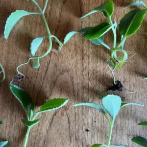 Mother of thousands plants - Image 3