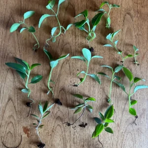 Mother of thousands plants