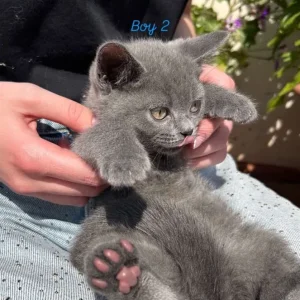 Three British Shorthair Kittens - Image 2