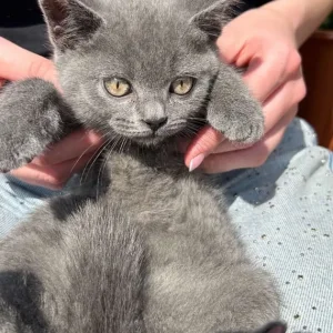 Three British Shorthair Kittens - Image 3