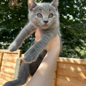 Three British Shorthair Kittens - Image 6