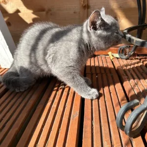 Three British Shorthair Kittens - Image 7