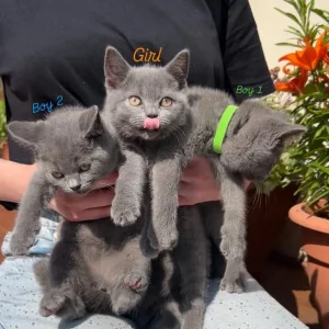 Three British Shorthair Kittens