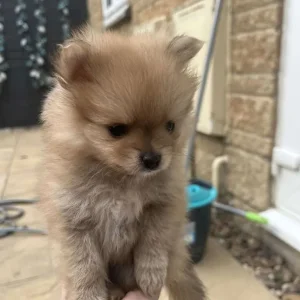 Pomeranian puppy ready to go - Image 2