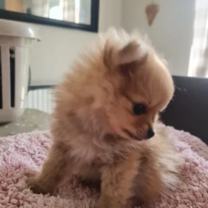 Pomeranian puppy ready to go - Image 3